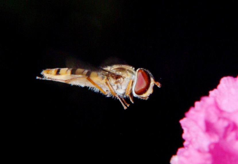 Le meraviglie  Sirfide in volo.